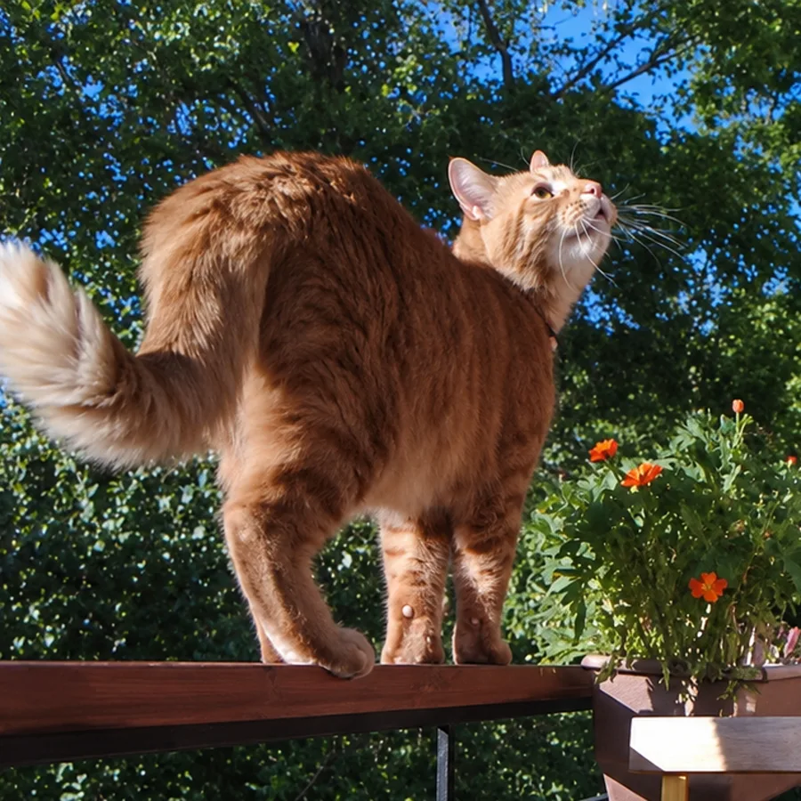 Ginger cat balancing on the balcony railing beside the flower planters, looking up