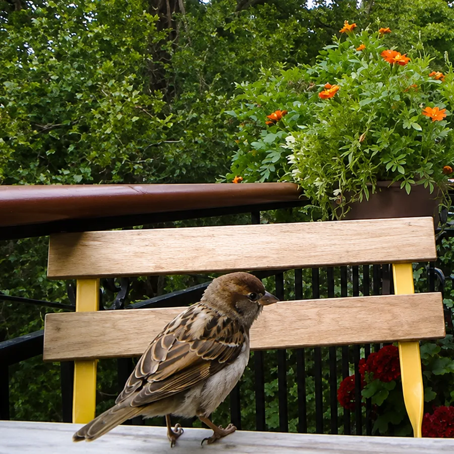 Sparrow perched on the balcony bench in front of orange marigolds